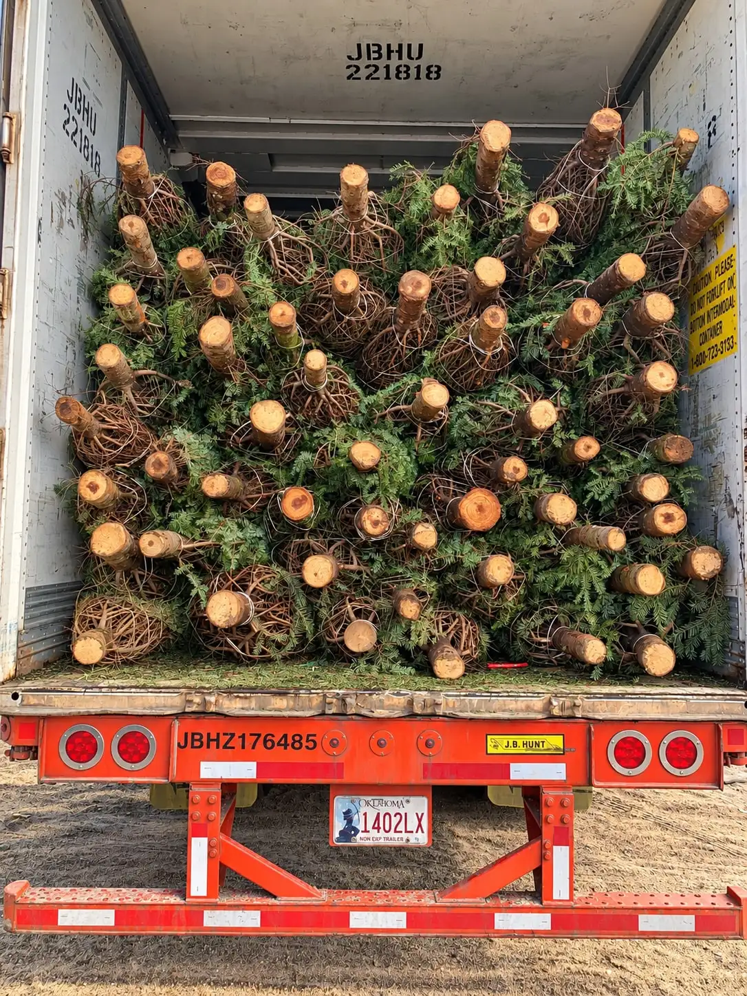A trailer packed with fresh-cut Christmas trees, ready for wholesale pickup